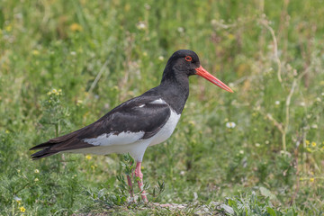 Eurasian oystercatcher