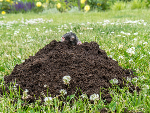 Mole in molehill