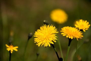 Löwenzahn auf Wiese