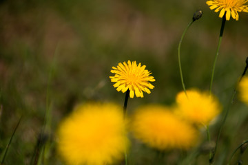 Löwenzahn auf Wiese