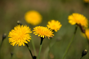Löwenzahn auf Wiese