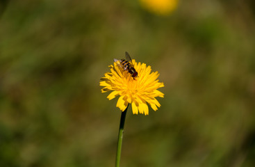 Schwebfliege auf Löwenzahn