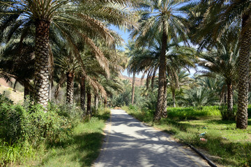 Fototapeta na wymiar Oasis, Birkat al Mouz, Oman