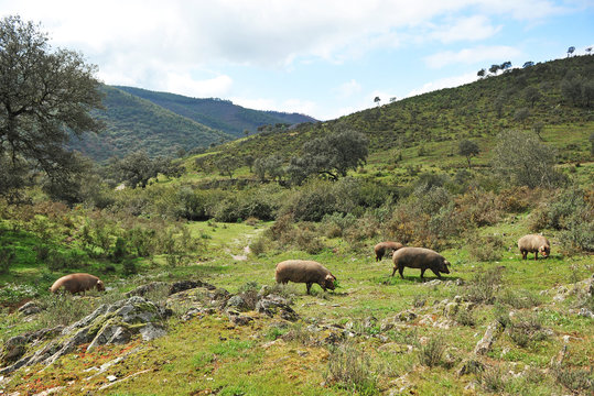 Cerdos ibéricos de pata negra, España