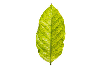 leaves on white  background