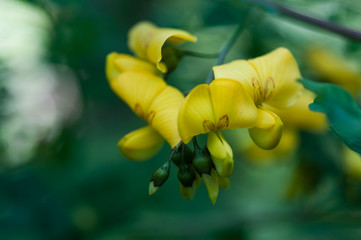 Blumen im Garten - Frühling