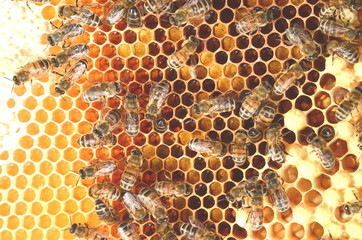 pszczoły na plastrze miodu   