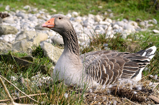 Greylag goose on nest