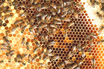 pszczoły na plastrze miodu    - obrazy, fototapety, plakaty