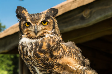 Great Horned Owl