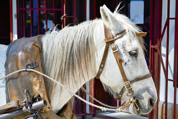 Horse head