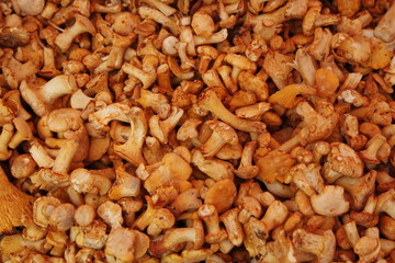 viele Pfifferlinge