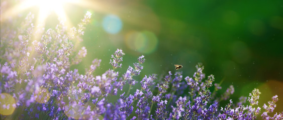 art Summer or spring beautiful garden with lavender flowers