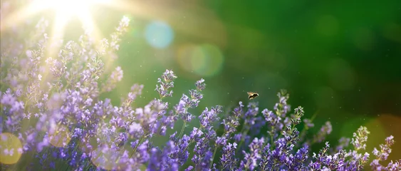 Keuken spatwand met foto kunst Zomer of lente prachtige tuin met lavendel bloemen © Konstiantyn