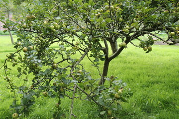 Fototapeta na wymiar An Orchard Fruit Tree Full of Fresh Green Apples.