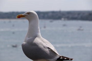 Goéland à Saint Malo