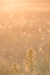 Fototapeta premium Goldener Sonnenuntergang in der Natur
