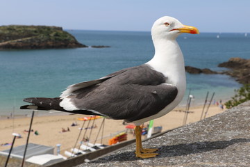 Goéland à Saint Malo