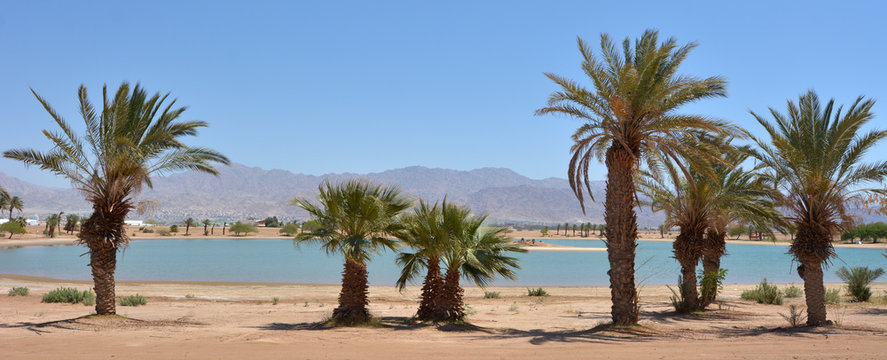 Lagoon with palm trees in Eilat, Israel © Rafael Ben-Ari
