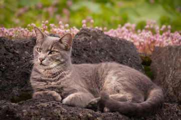Grey Cat