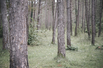 Obraz premium landscape with mountains trees and a river