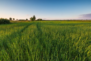 Green rye field at sunset. Rural landscape