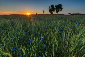 Green rye field at sunset. Rural landscape