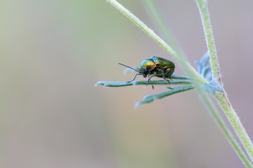 Green beetle sitting on plant