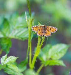 Beautiful wild colorful  butterfly resting on plant