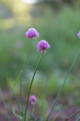 Chives flowers in nature