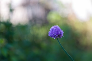 Chives flowers in nature