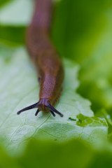 Nacktschnecke im Gemüse-Garten: Vielfraß