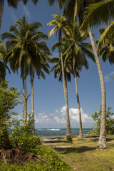 Tropical island, palm trees, Papeete, Tahiti, French Polynesia