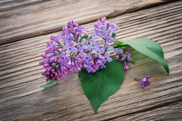 Lilac branch lying on a wooden table, close-up