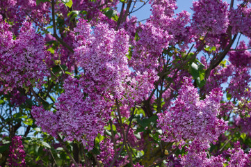 Obraz premium Lilac selective focus