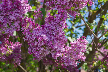 Lilac selective focus