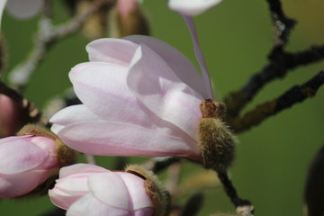 White Star Magnolia flowers (Magnolia Stellata) in Innsbruck, Austria
