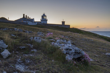 flowers and lighthouse highlighted by sunrise