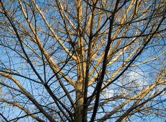 Tree branch closeup with sky