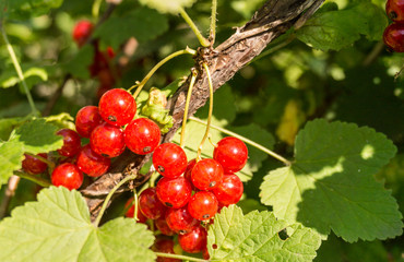 Красная смородина во фруктовом старом саду