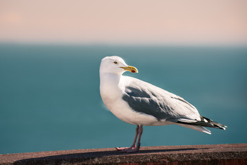 Seagull