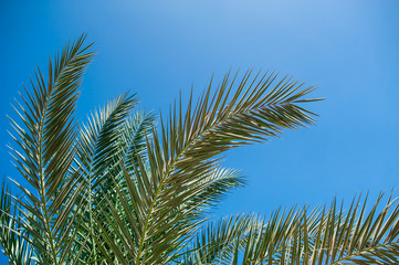 Obraz na płótnie Canvas palm branches against the blue sky