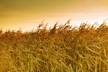 Corn field at the sunset