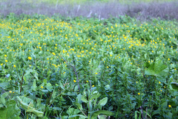 grass in the field