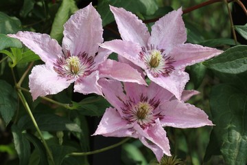 Clematis