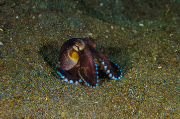 scuba diving octopus lembeh strait indonesia underwater