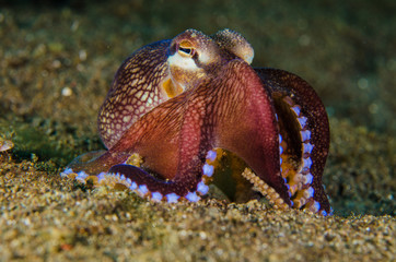 scuba diving octopus lembeh strait indonesia underwater © fenkieandreas