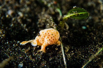 scuba diving lembeh indonesia painted frofish juvenile underwater