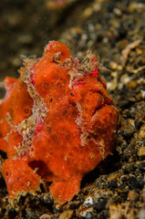 scuba diving lembeh indonesia painted frofish underwater