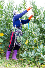 Fototapeta premium zbieranie kwiatów Calotropis